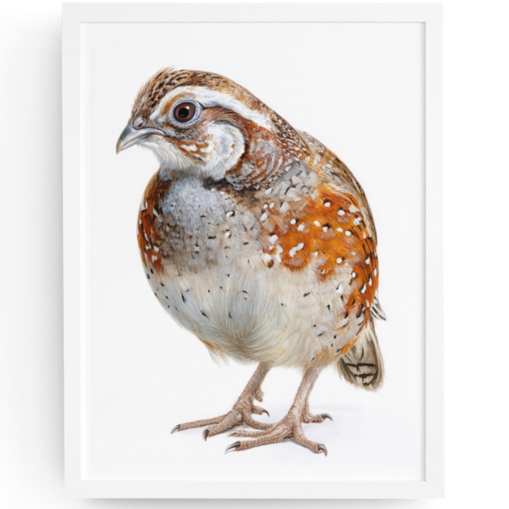 Watercolor Quail Wall Art Print, Unframed - Vibrant Nature-Inspired Home Decor